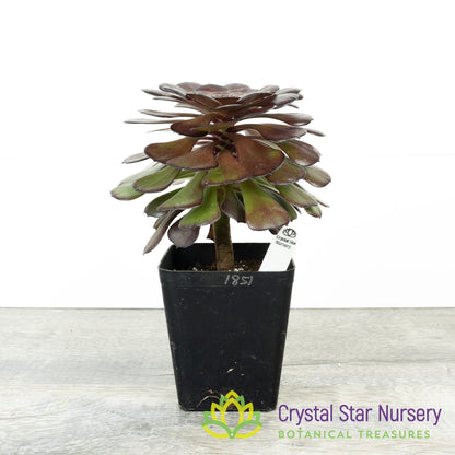 Aeonium NOID (AE1)