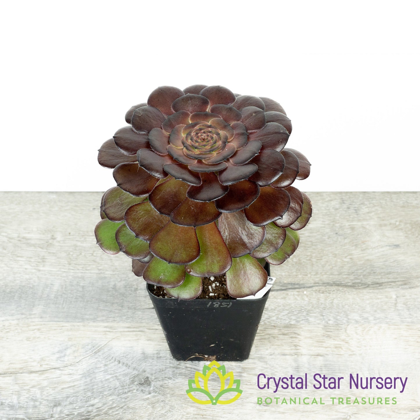 Aeonium NOID (AE1)