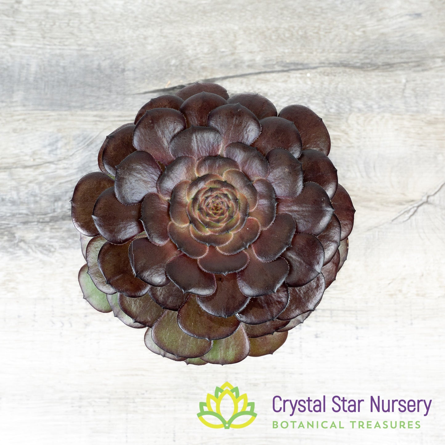 Aeonium NOID (AE1)