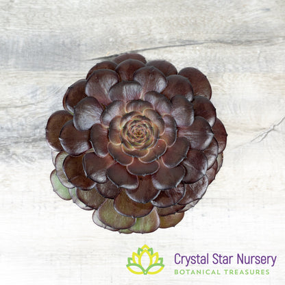 Aeonium NOID (AE1)