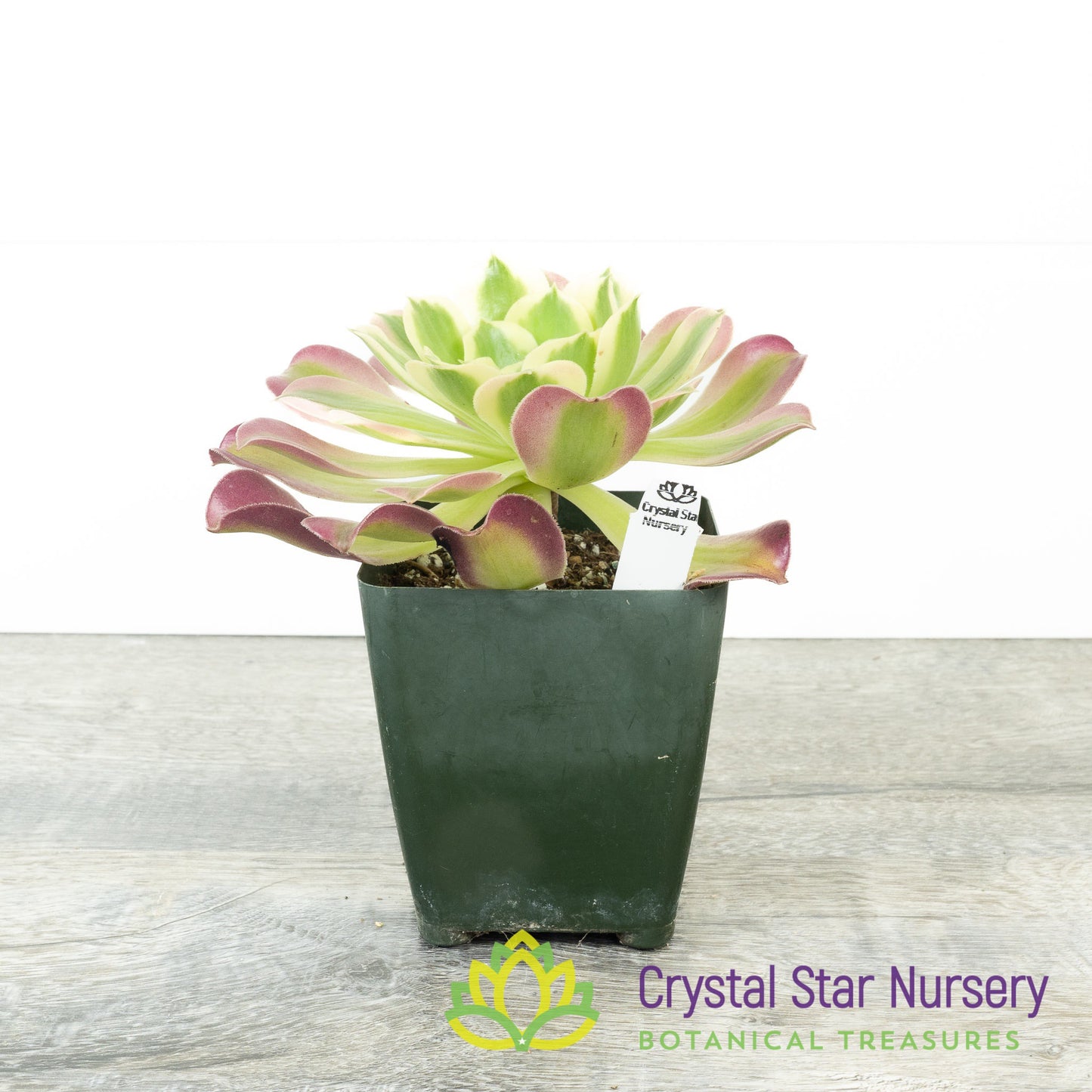 Aeonium White Phoenix