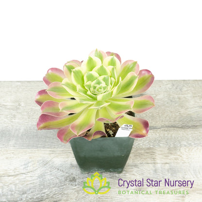Aeonium White Phoenix