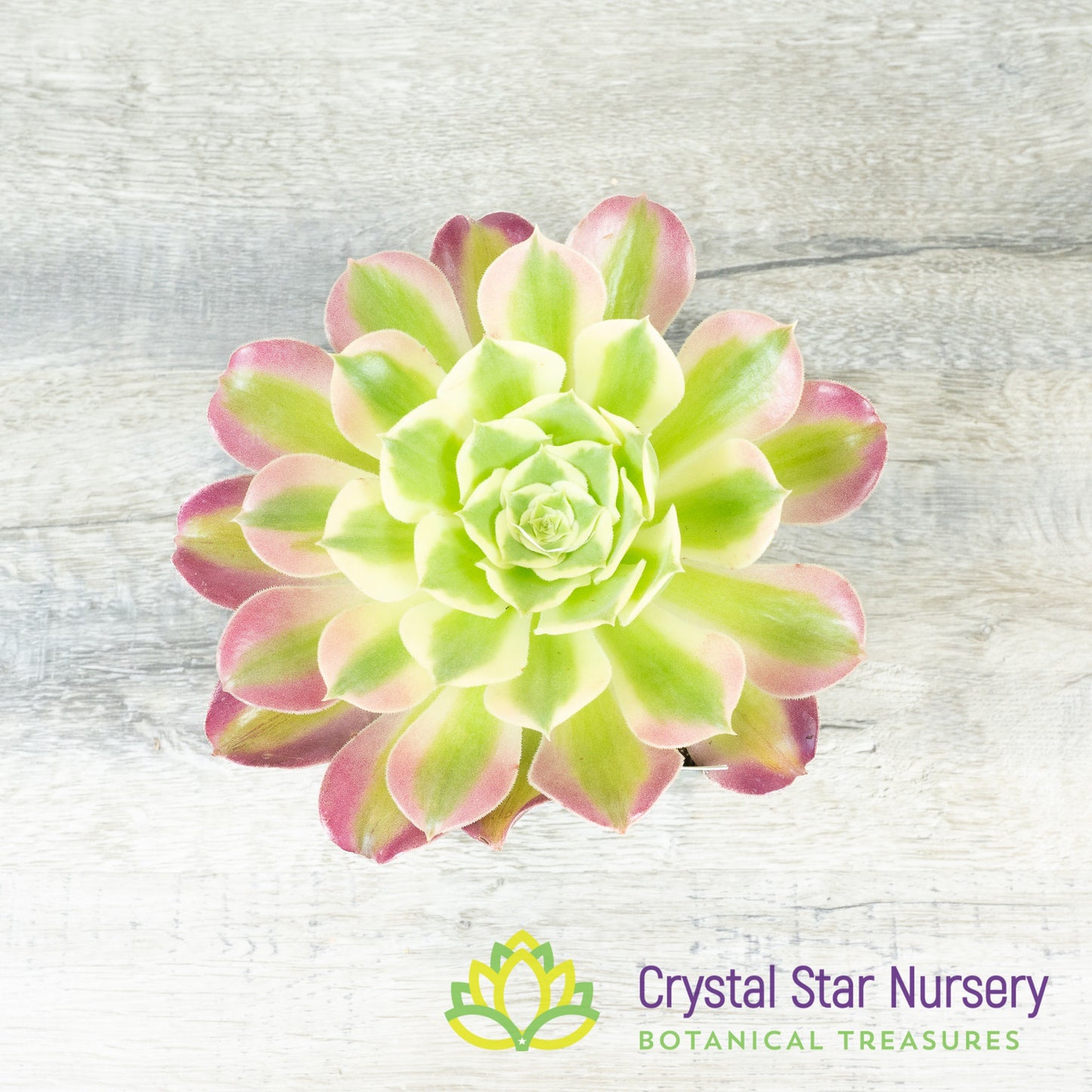 Aeonium White Phoenix
