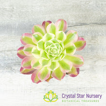 Aeonium White Phoenix