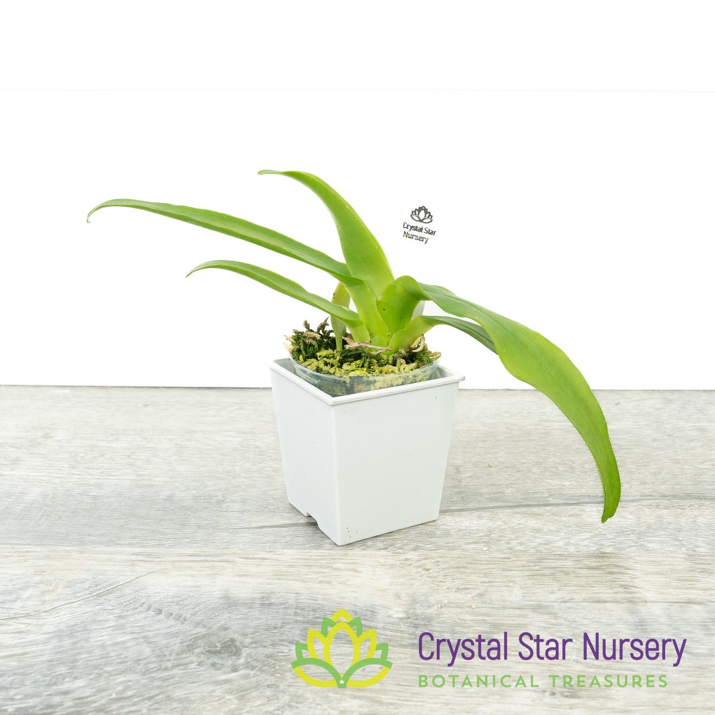 Aeranthes Grandiflora (NS12)