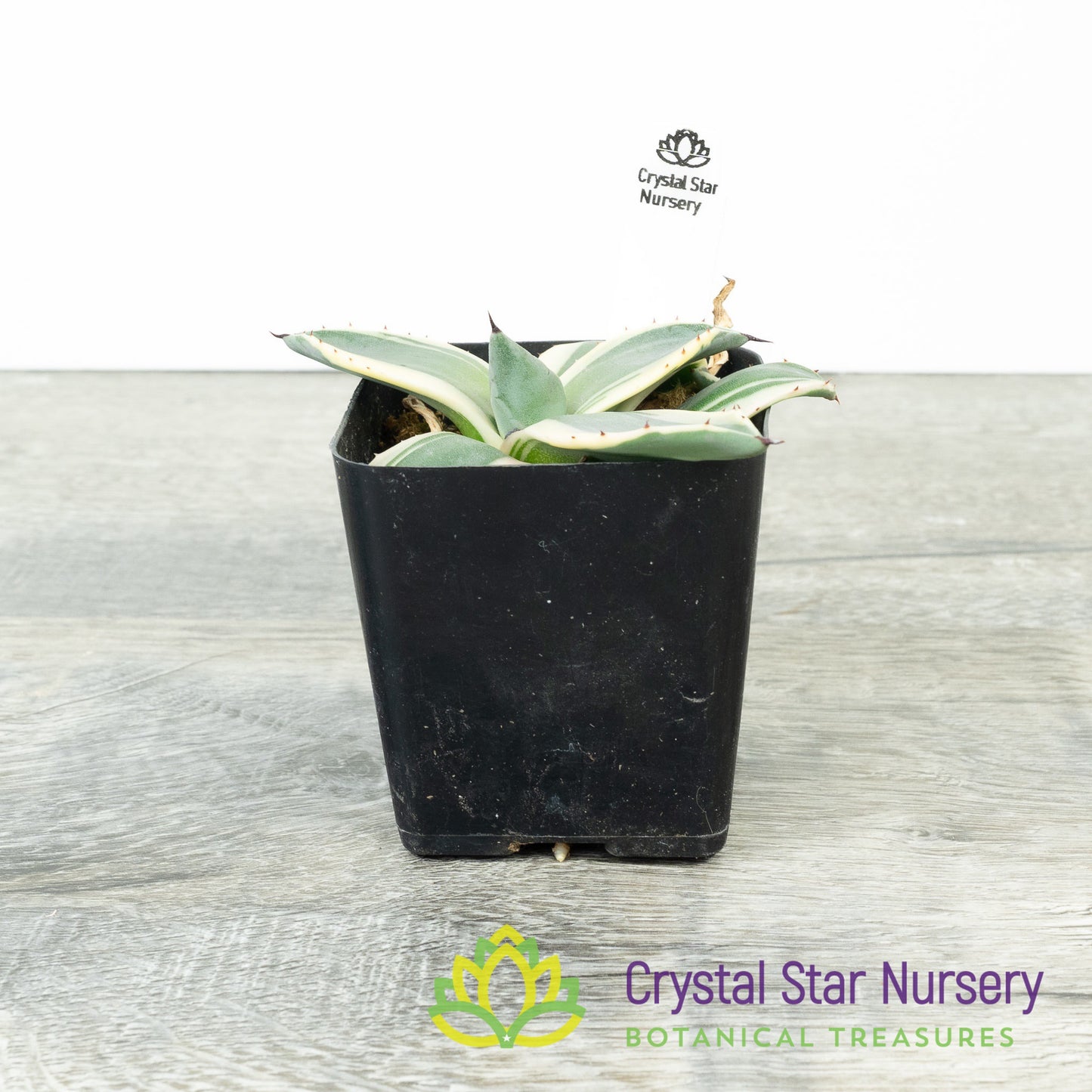 Agave Applanata 'Cream Spike'