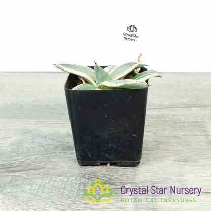 Agave Applanata 'Cream Spike'