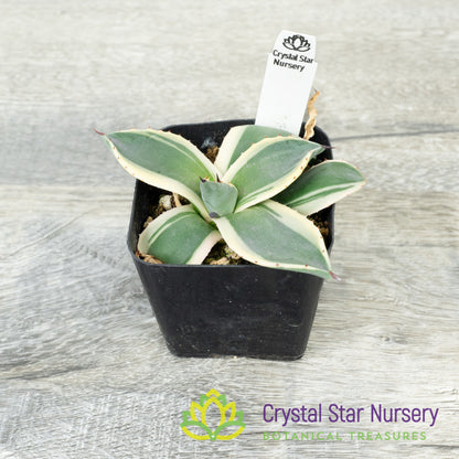 Agave Applanata 'Cream Spike'