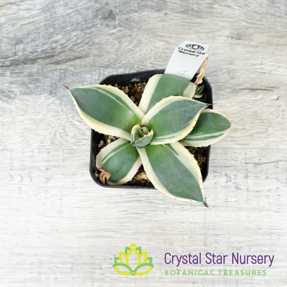 Agave Applanata &#39;Cream Spike&#39;