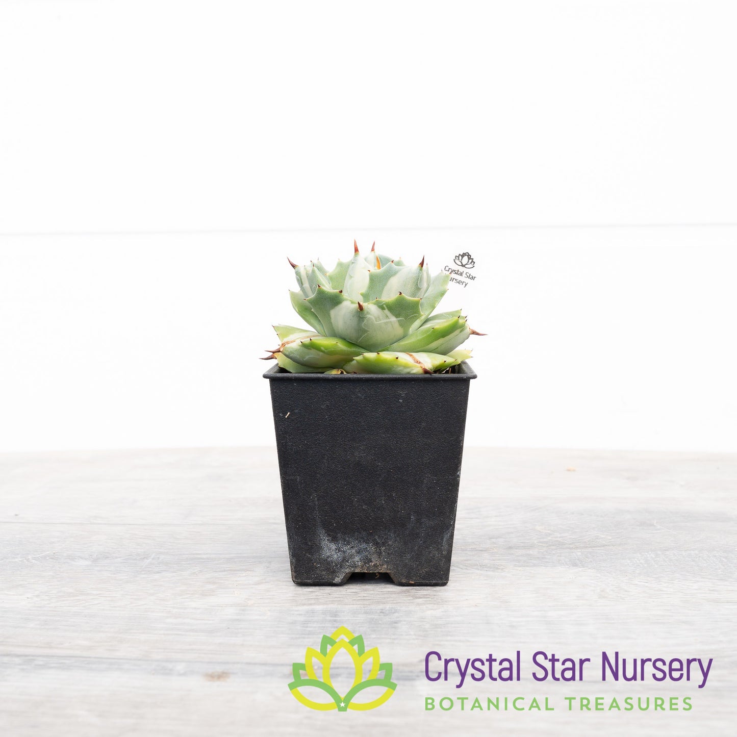 Agave Isthmensis variegated