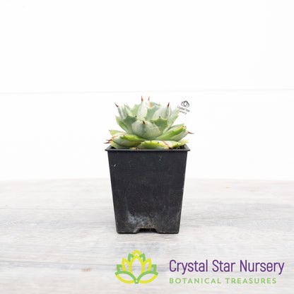 Agave Isthmensis variegated