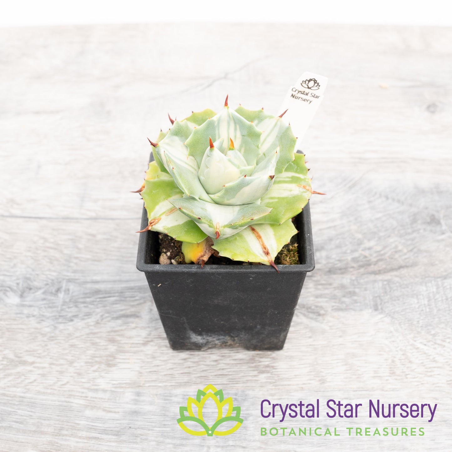 Agave Isthmensis variegated