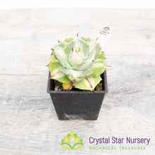 Agave Isthmensis variegated