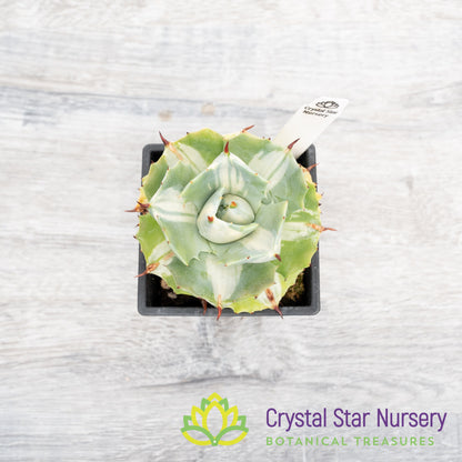 Agave Isthmensis variegated
