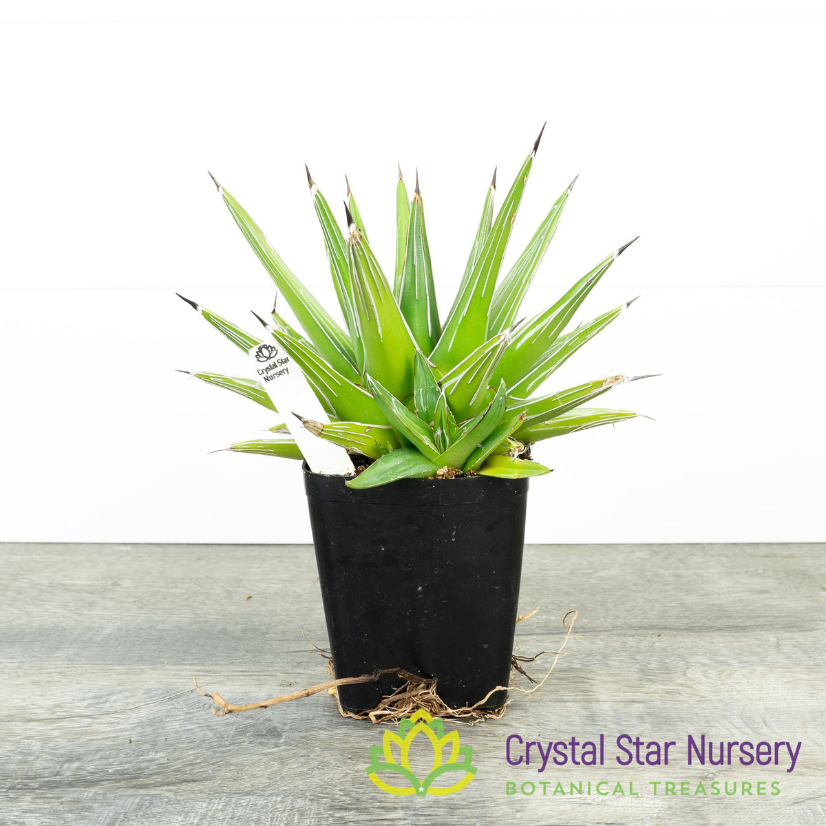 Agave Victoriae Reginae