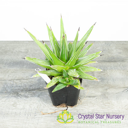Agave Victoriae Reginae