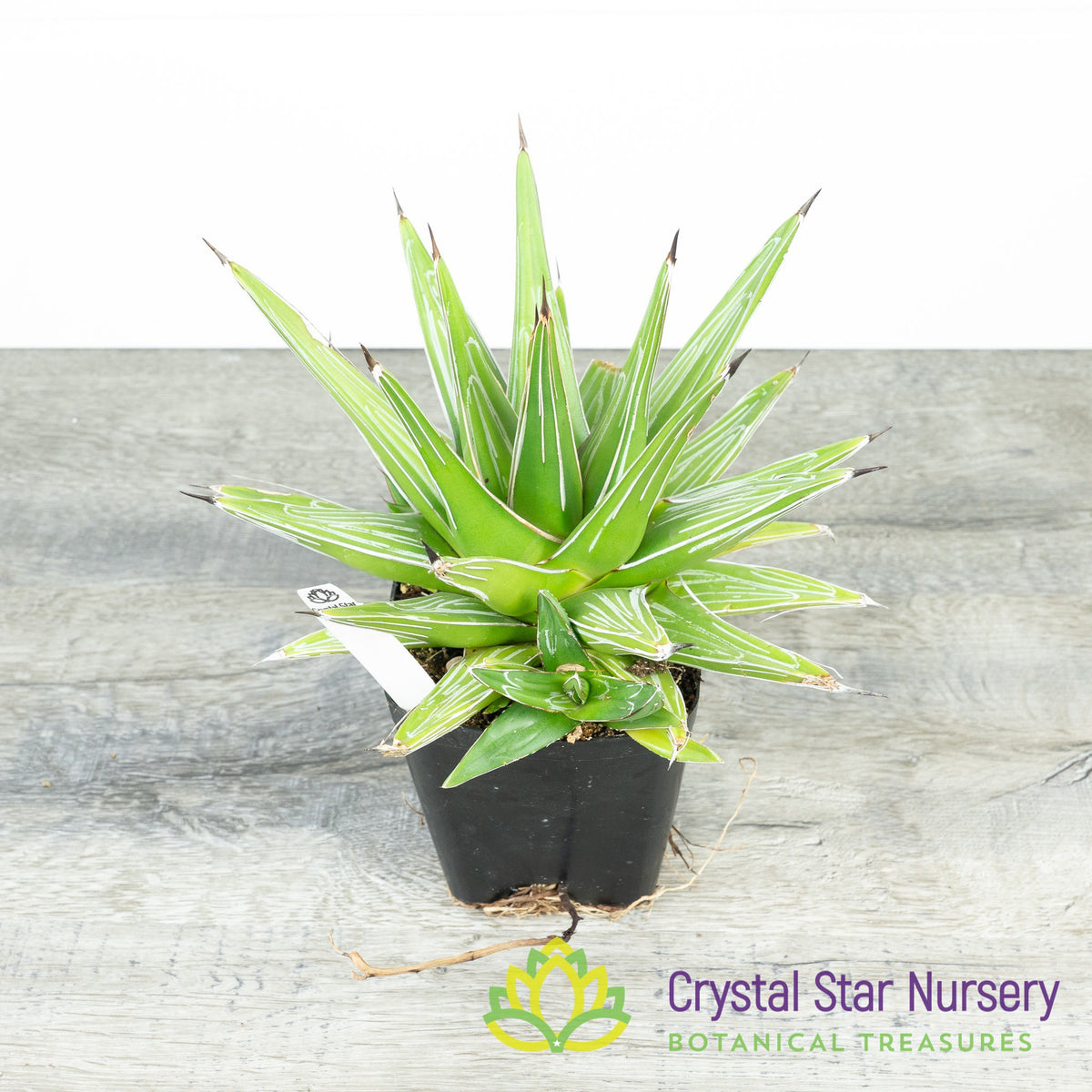 Agave Victoriae Reginae