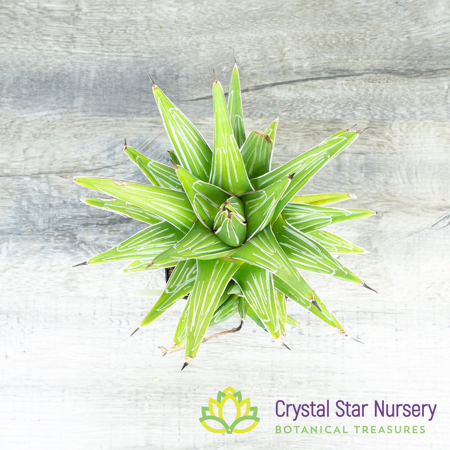 Agave Victoriae Reginae