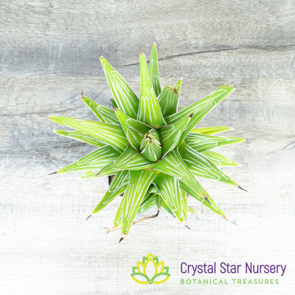 Agave Victoriae Reginae
