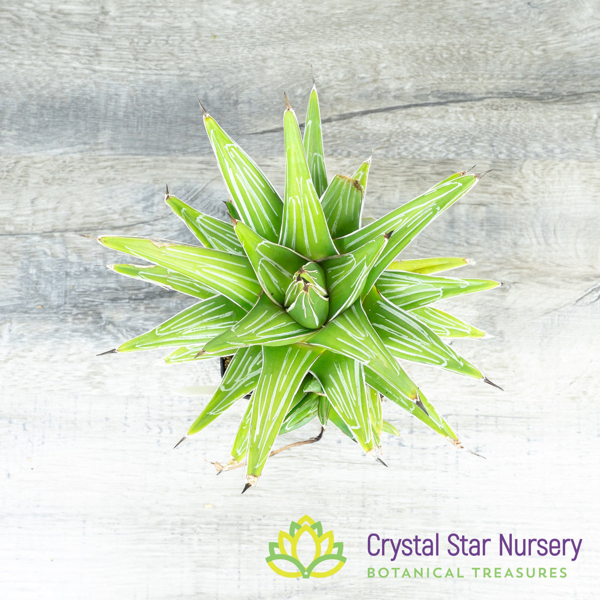 Agave Victoriae Reginae