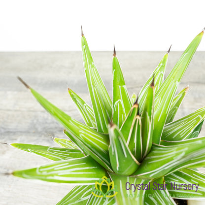 Agave Victoriae Reginae