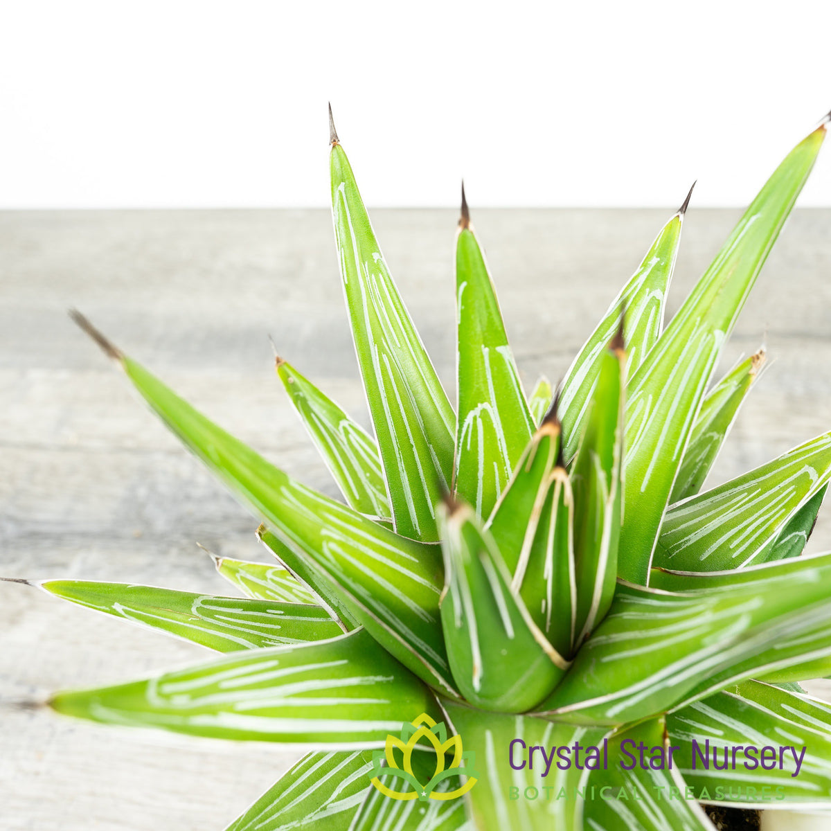 Agave Victoriae Reginae