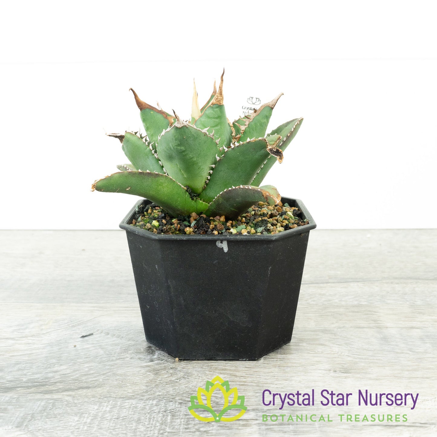 Agave titanota 'Aquaman' (4)