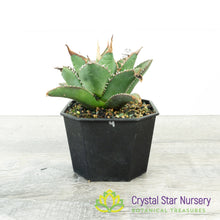 Agave titanota 'Aquaman' (4)