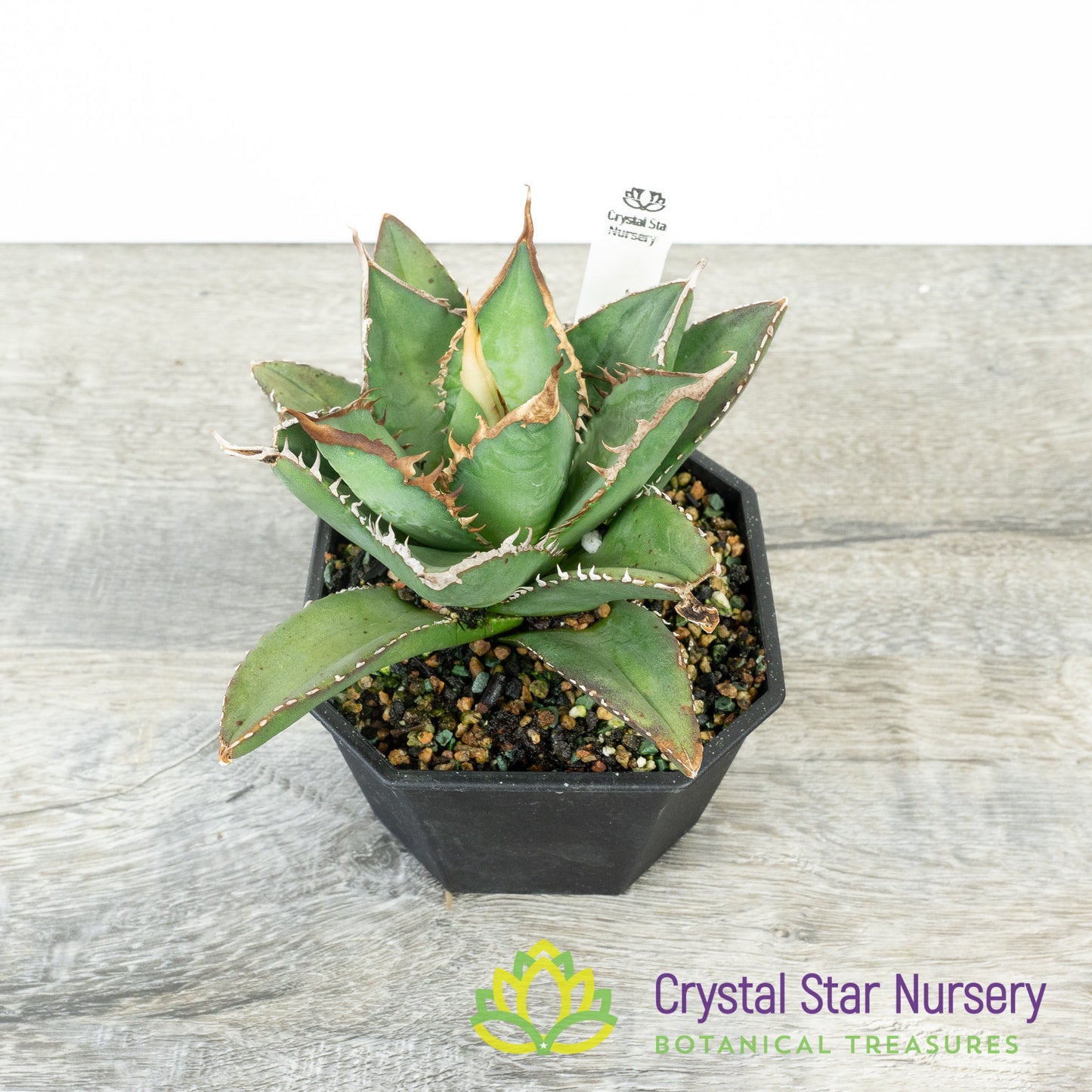 Agave titanota 'Aquaman' (4)