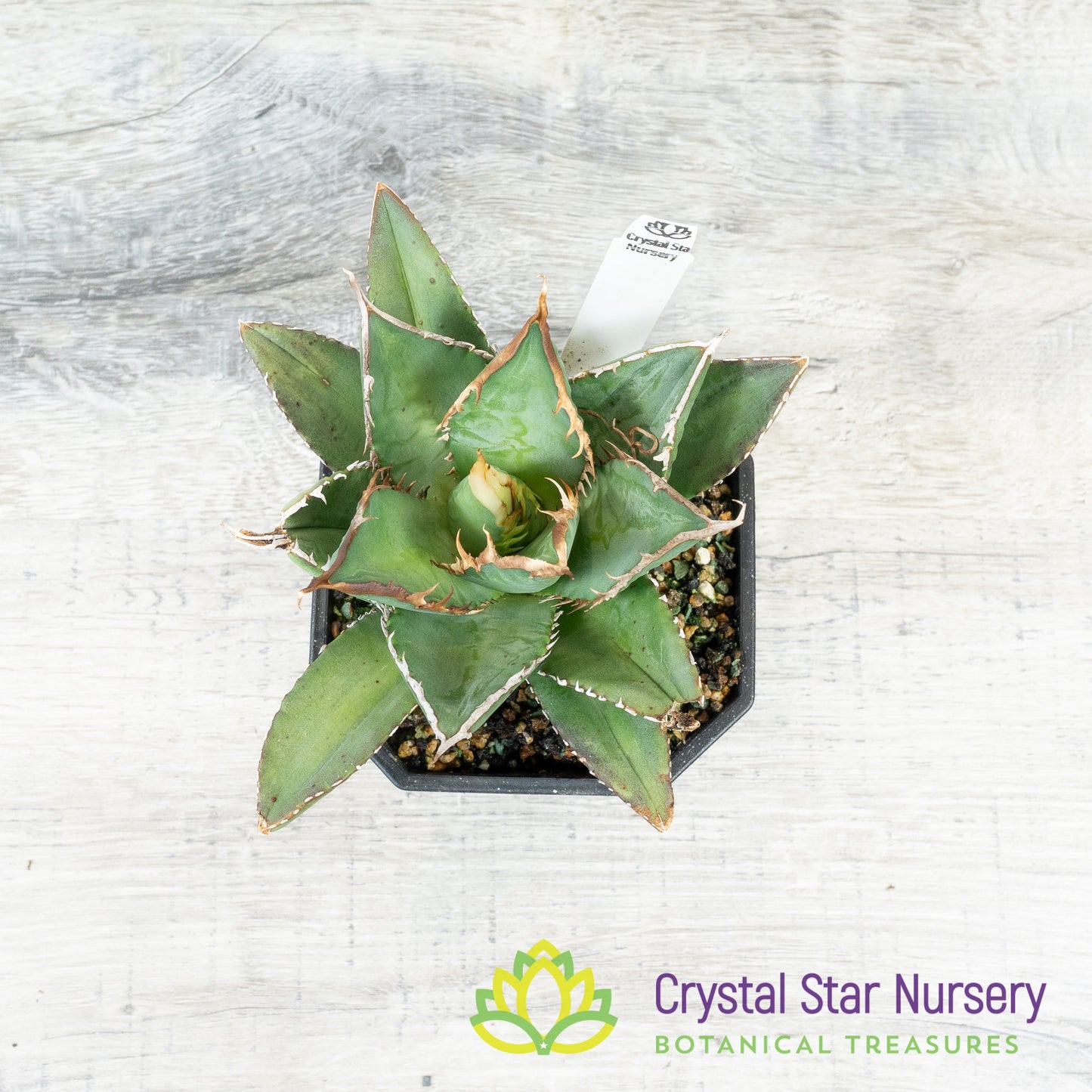 Agave titanota 'Aquaman' (4)