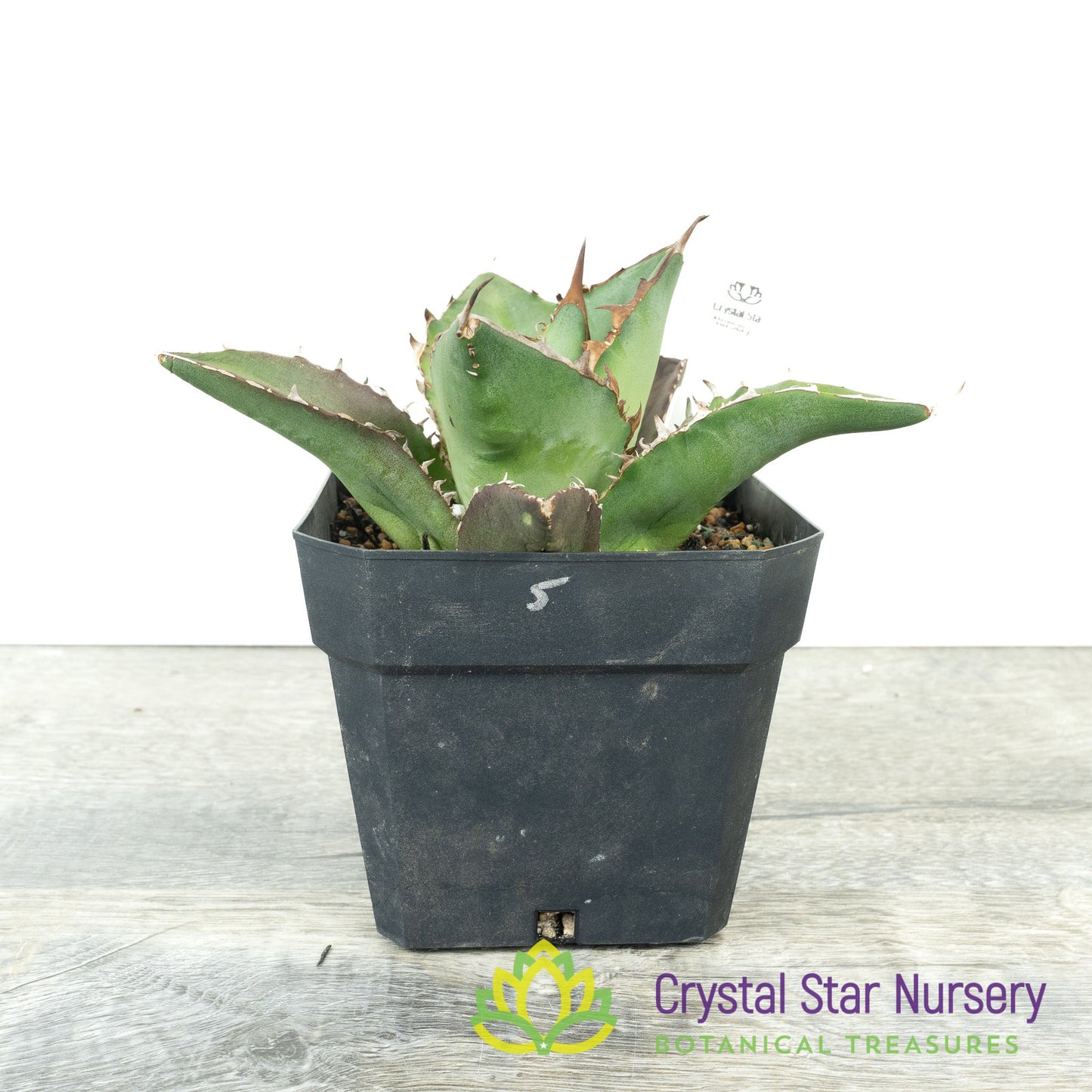 Agave titanota 'Black Row'/ '黑排' (5)