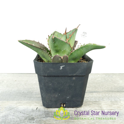 Agave titanota 'Black Row'/ '黑排' (5)