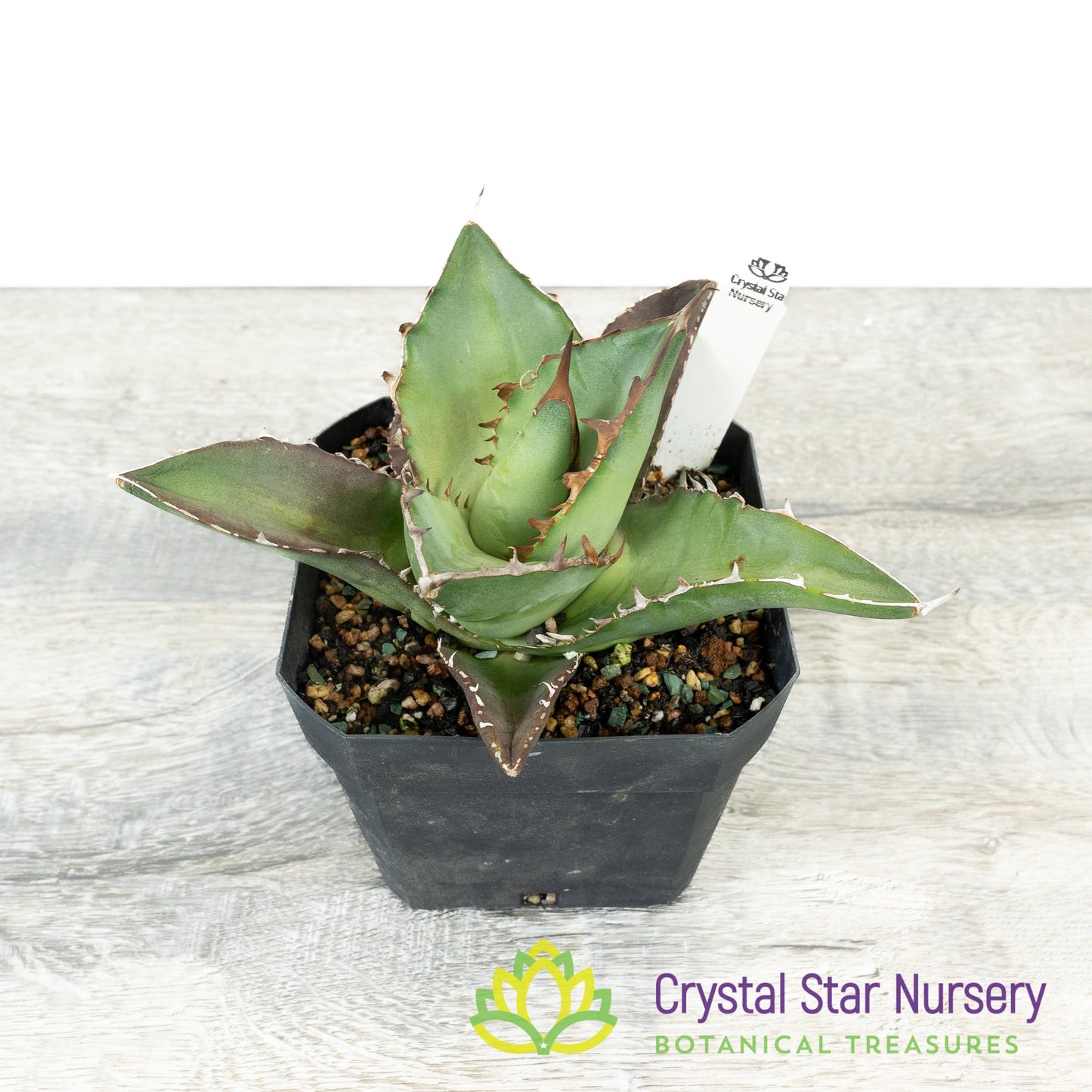 Agave titanota 'Black Row'/ '黑排' (5)
