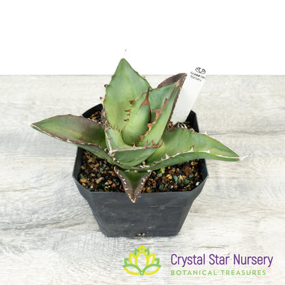 Agave titanota 'Black Row'/ '黑排' (5)