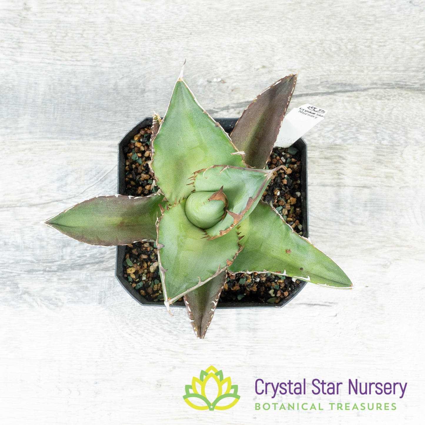 Agave titanota 'Black Row'/ '黑排' (5)