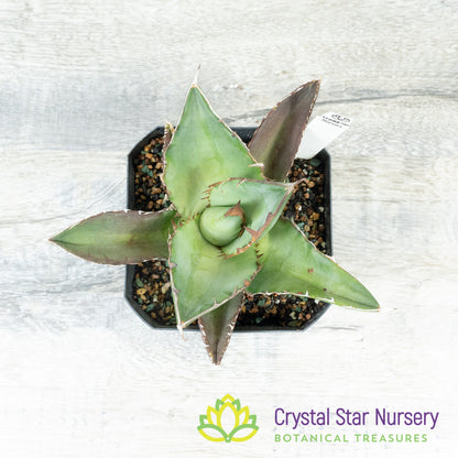 Agave titanota 'Black Row'/ '黑排' (5)