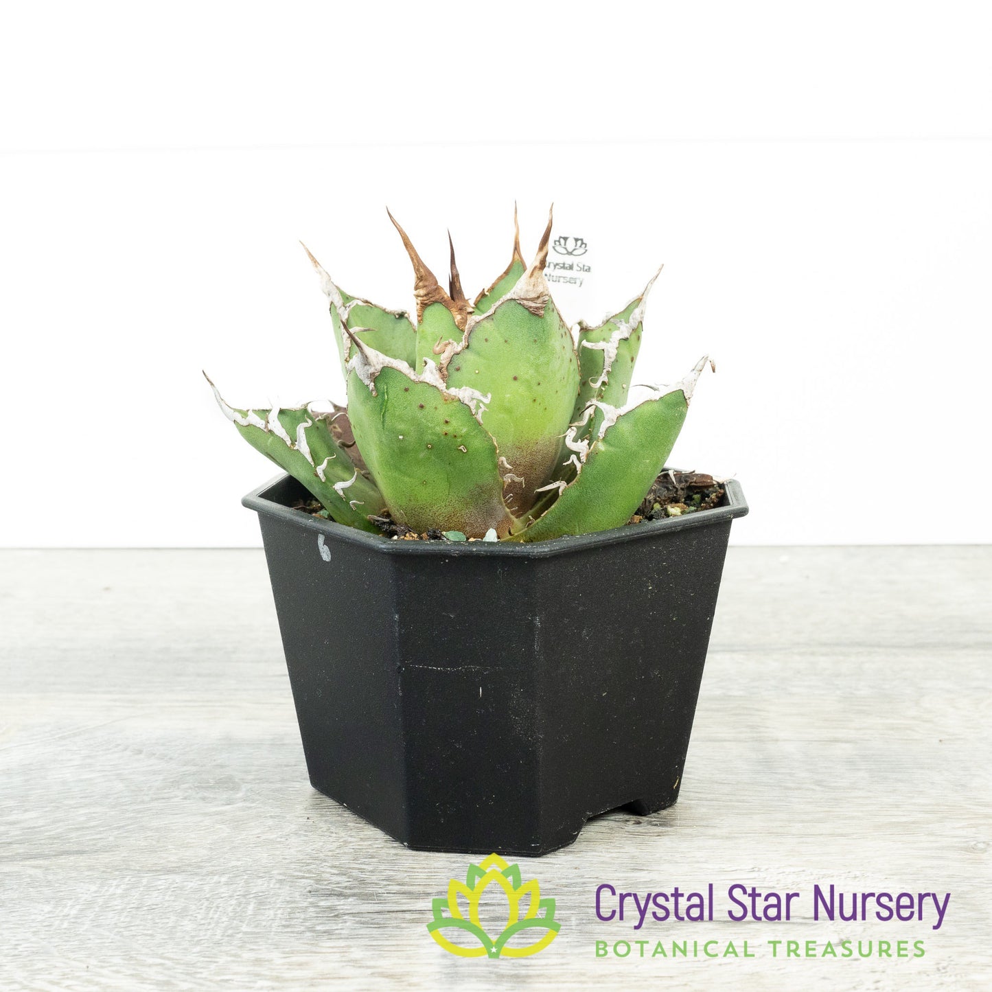 Agave titanota 'Caesar' (6)