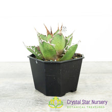 Agave titanota 'Caesar' (6)