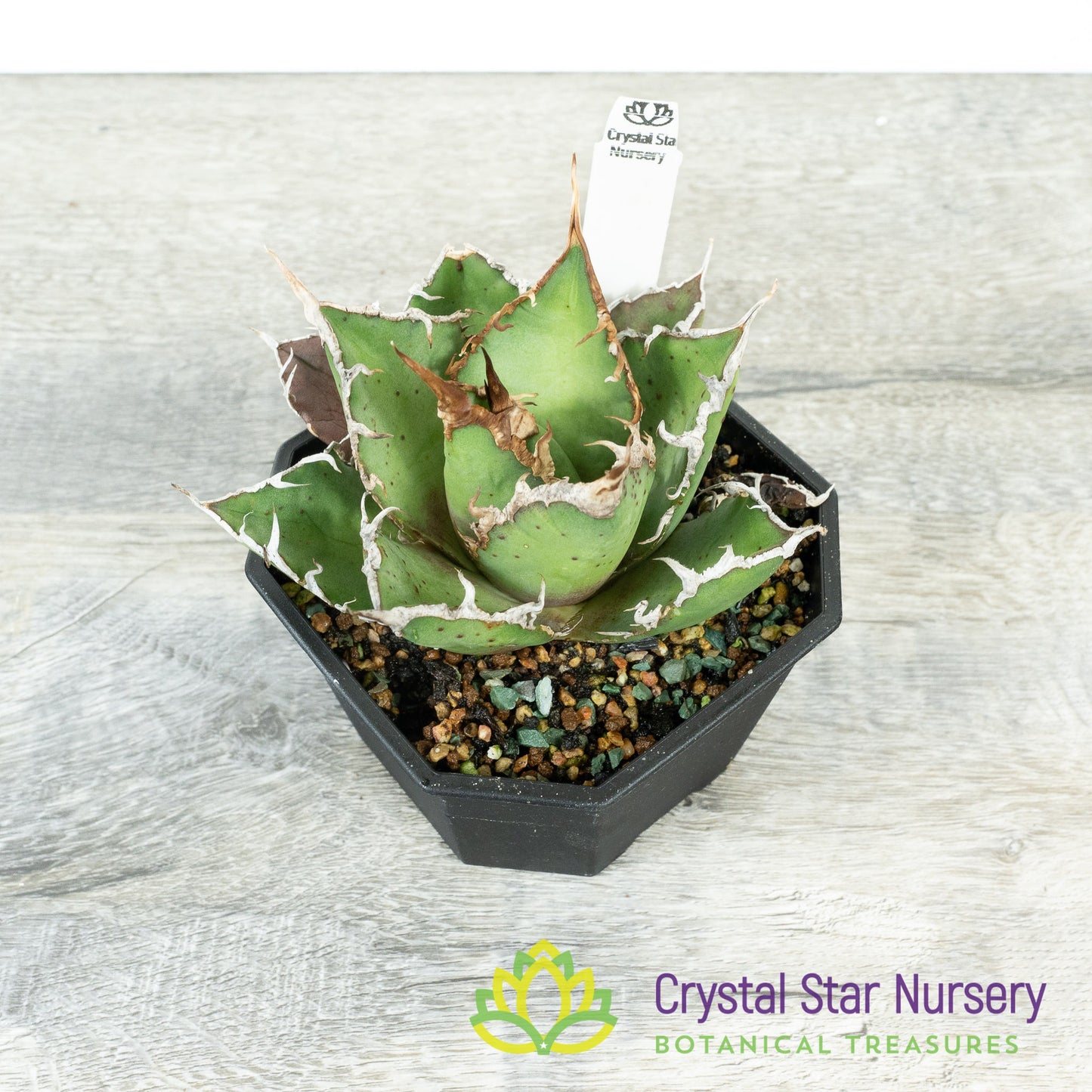 Agave titanota 'Caesar' (6)