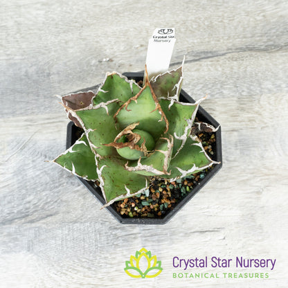 Agave titanota 'Caesar' (6)