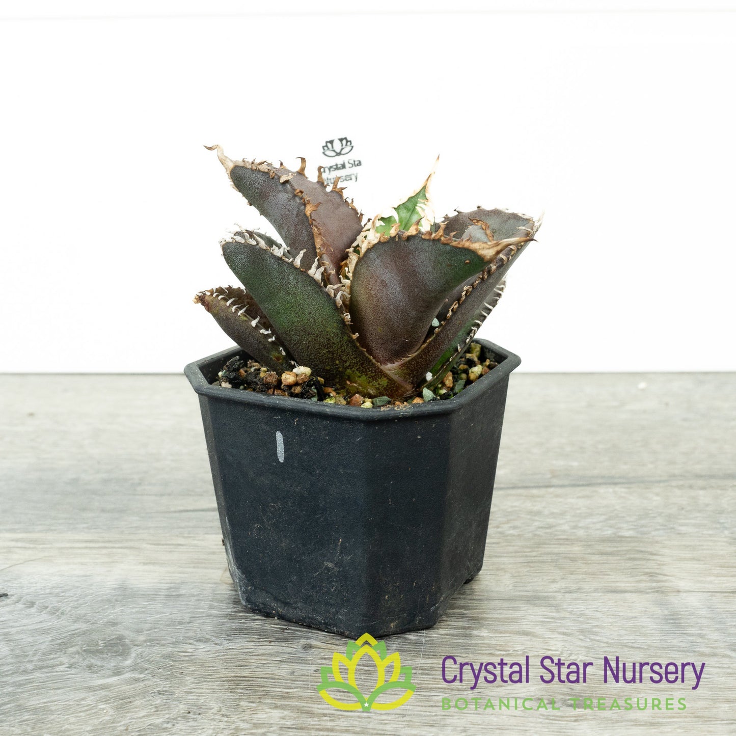 Agave titanota 'Red Lion' (1)