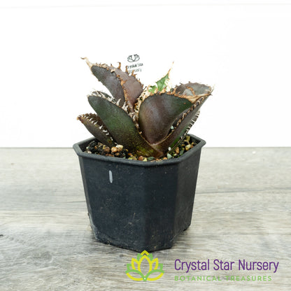 Agave titanota 'Red Lion' (1)