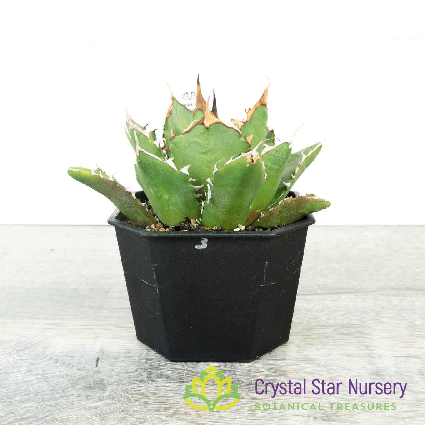Agave titanota 'Trident' (3)