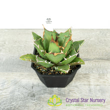 Agave titanota 'Trident' (3)