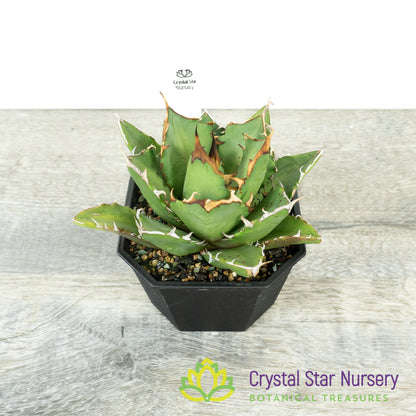 Agave titanota 'Trident' (3)