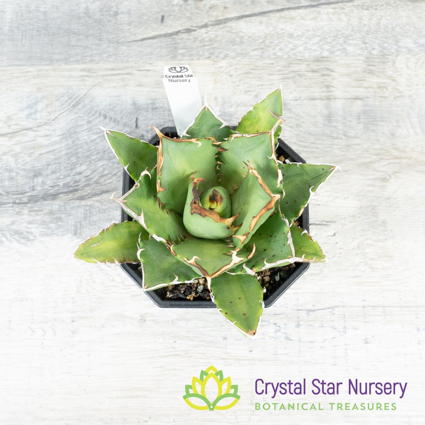 Agave titanota 'Trident' (3)