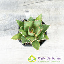 Agave titanota 'Trident' (3)
