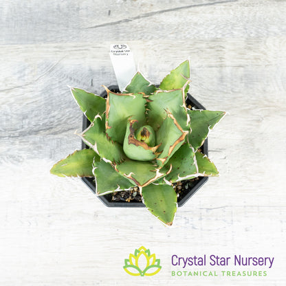 Agave titanota 'Trident' (3)
