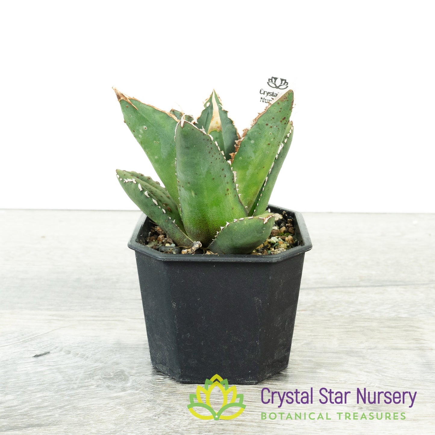 Agave titanota 'Werewolf' (2)