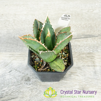 Agave titanota 'Werewolf' (2)